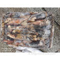 Squid congelato tutto round sthenoteuthis oualaniensis 2000g +